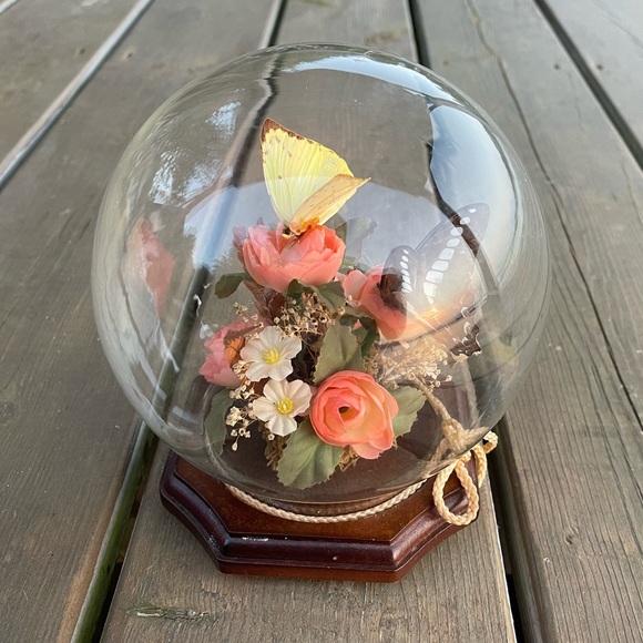 Vintage Real Butterfly Taxidermy Solid Glass Dome Globe Wood Base - Picture 5 of 12